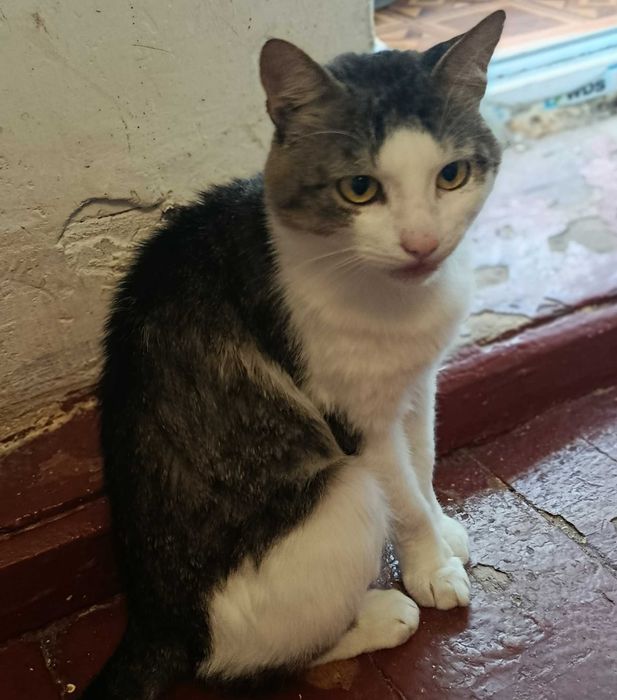 Котики шукають сім'ю