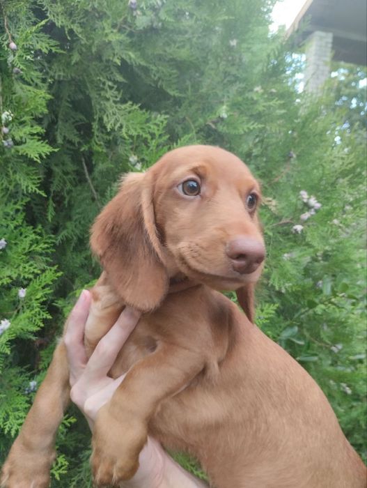 Цуценята такси, з документами.Підрошені.