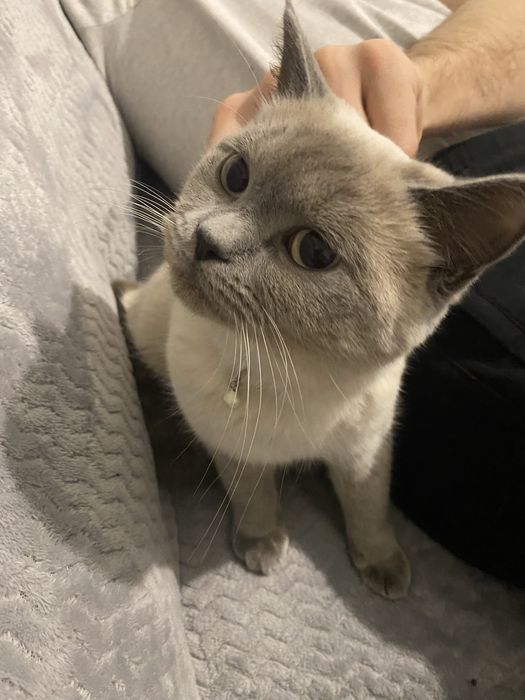 Шотланські кошенята