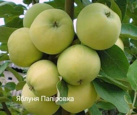 Саджанці плодових дерев ОПТОМ та в роздріб