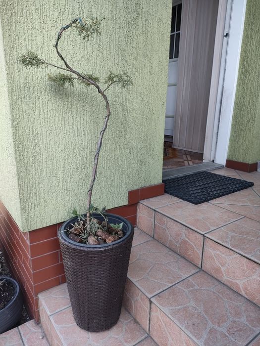 Komplet mebli łóżko z technoratanu plus składane fotele