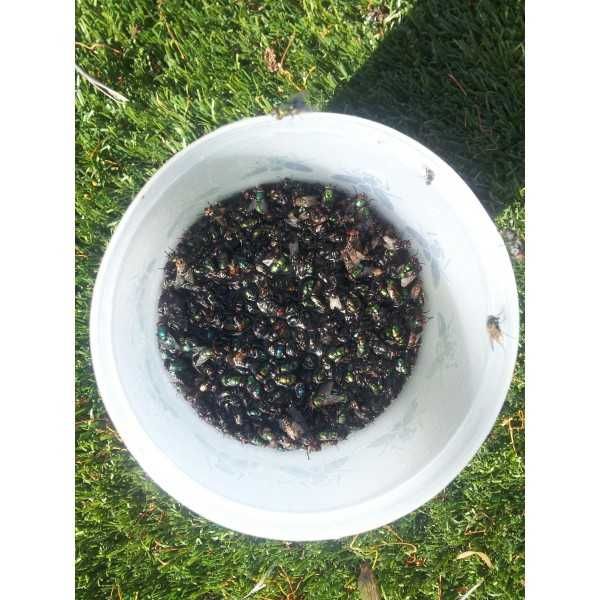 Armadilha para mosca