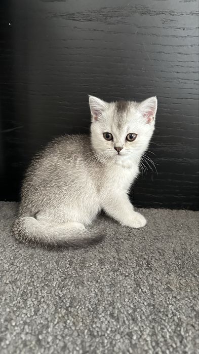 Menina Scottish Straigh Silver