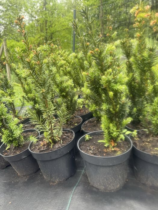 Cis Farmen Cis Hilli Cis Hicksii