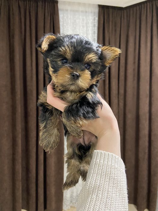 Йорчики хлопчики та дівчатка на свята)