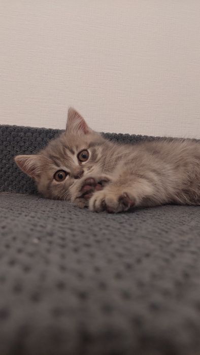 Шотландські кошенята, хлопчик