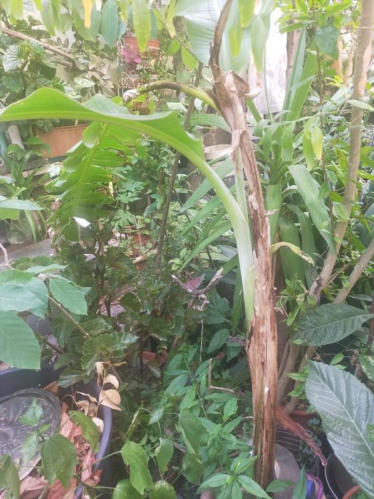 Árvore de fruto bananeira