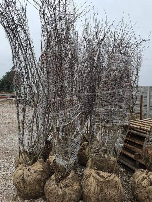 Świdośliwa Amelanchier 250 cm bardzo duża sadzonka