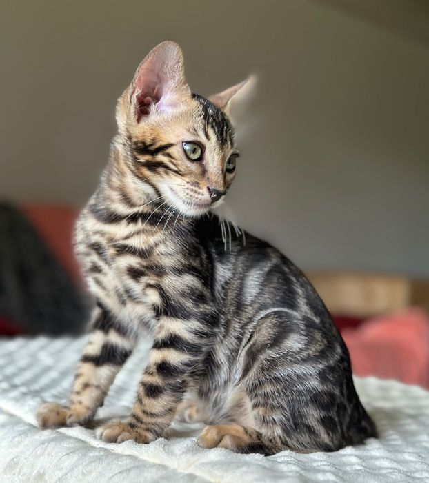 Keanu – bengalski kocurek