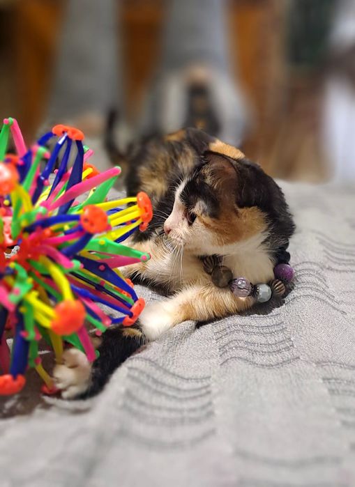 Симпатичные игривые котята мышеловы ищут.Новый дом