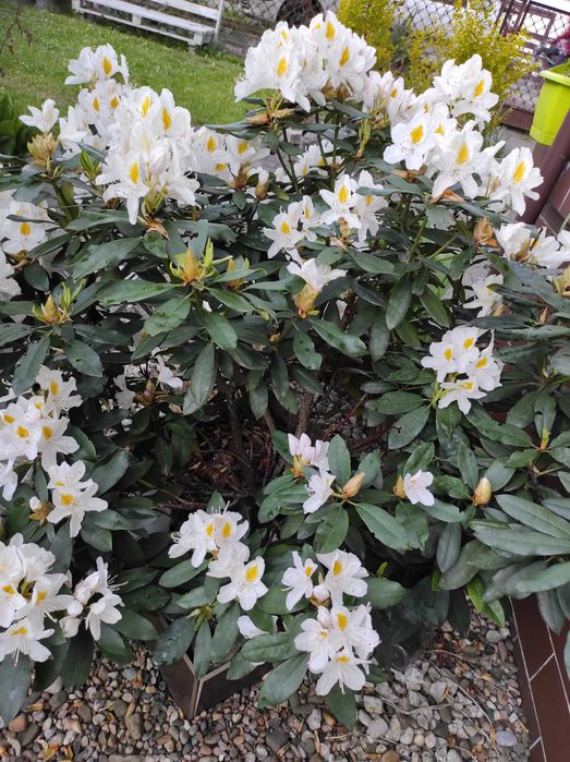 promocja na Irysy pachnące białe