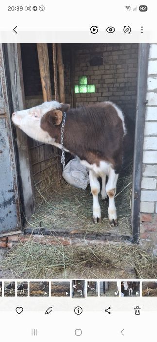 Продам теличку..