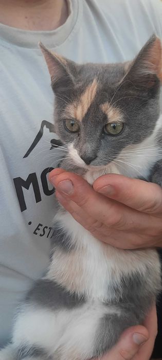Кошеня у добрі руки!