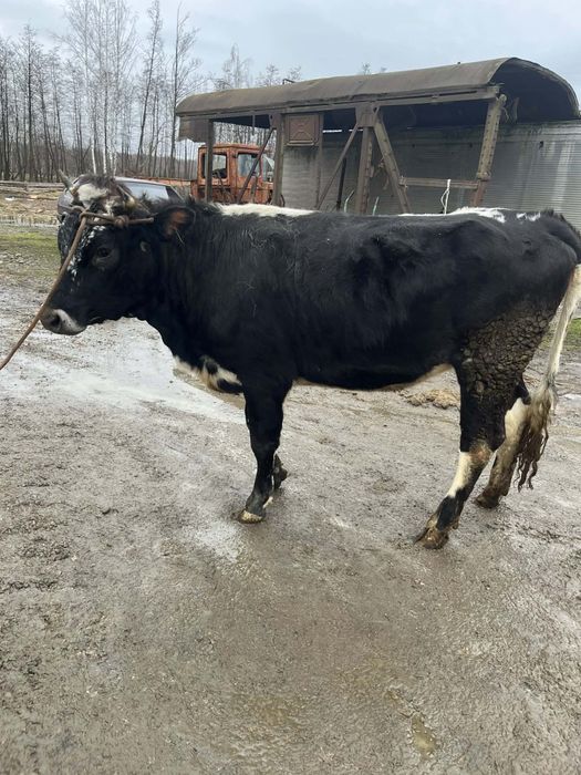 Продається тільна телиця