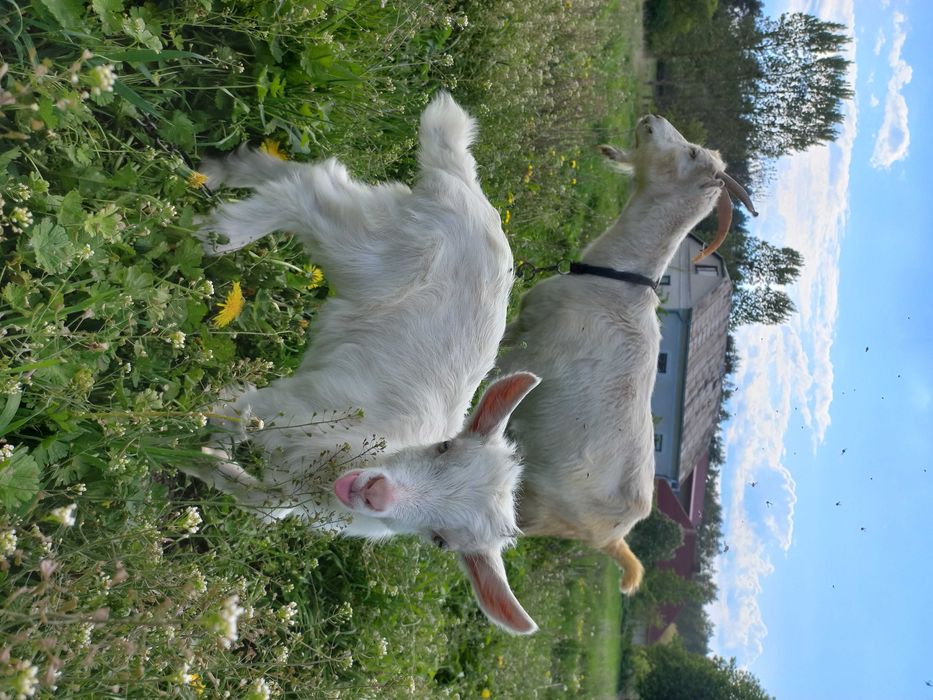 Купити козу козенята  обміняти козлика зеаненця  народився 6.04. 2025р