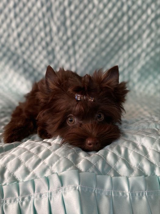 Йорк шоколадний хлопчик