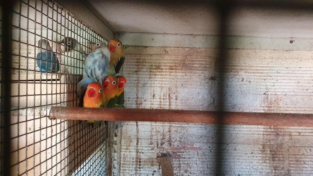 Agapornis fischers para cedência.