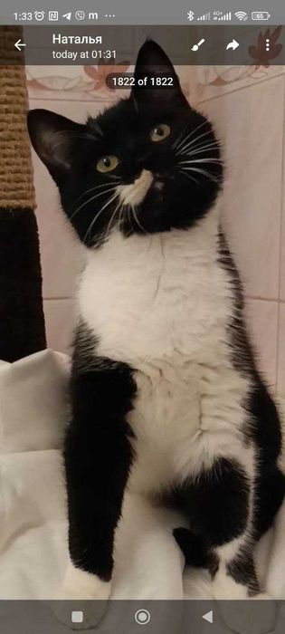 Котики котята в добрые руки