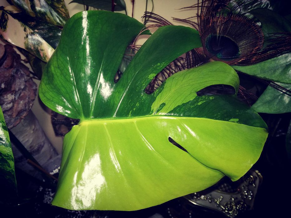 Monstera Green on Green Variegata mint Filodendron Big Form NA PREZENT