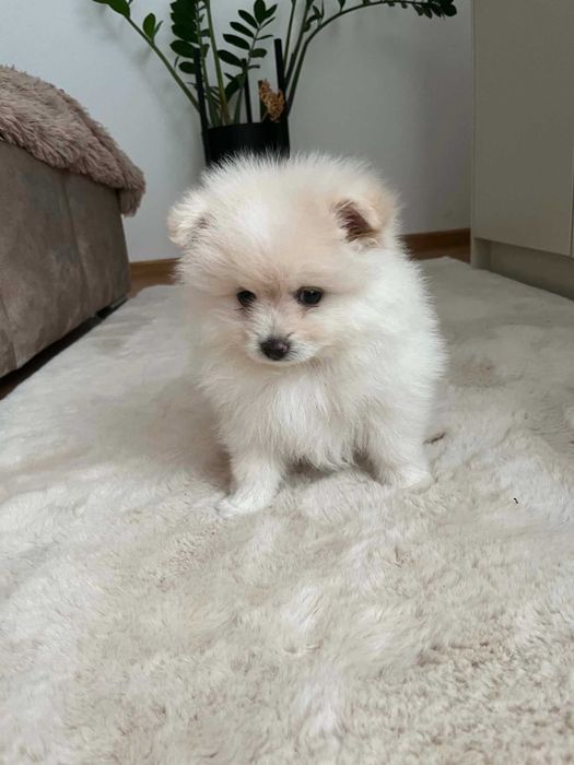 Śliczny Szpic Miniaturowy Pomeranian