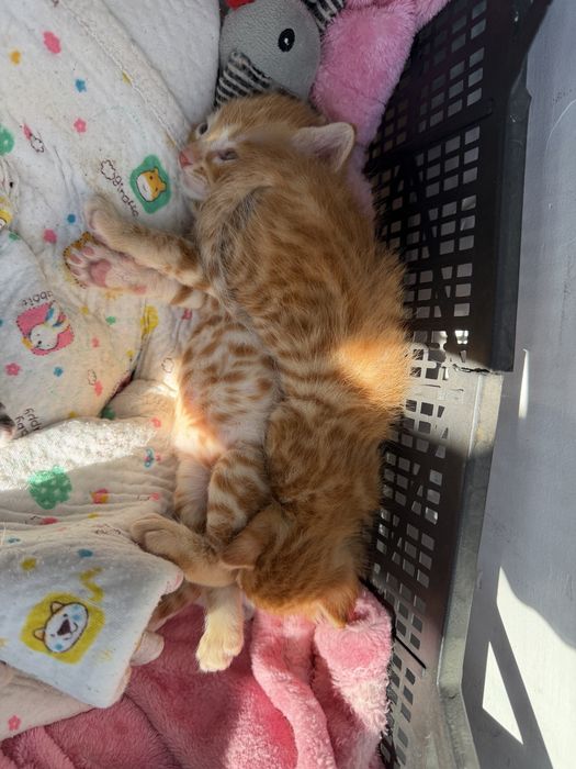 отдам бесплатно котят