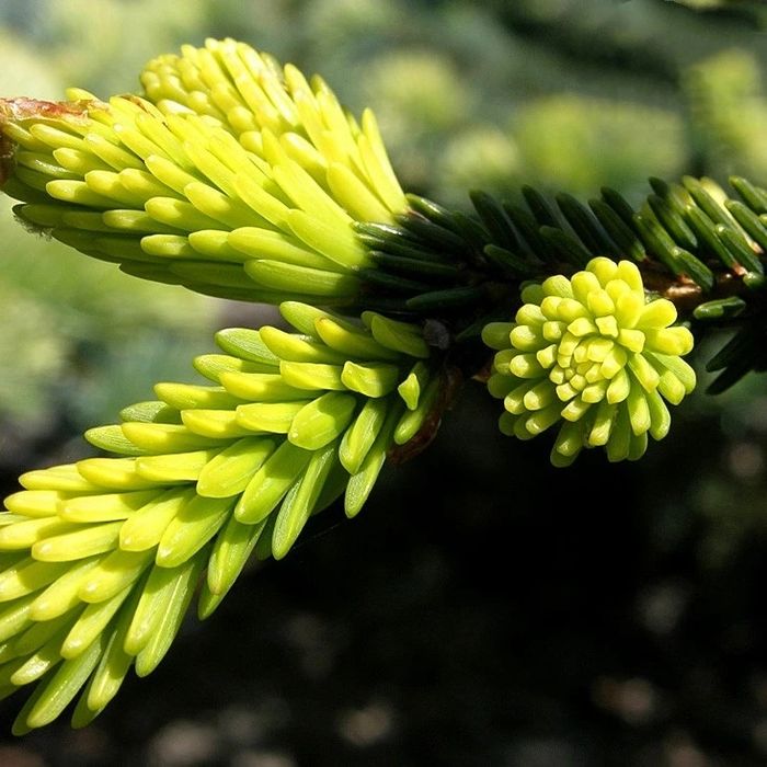 Ялина східна Ауреоспіката (picea orientalis Aureospicata)
