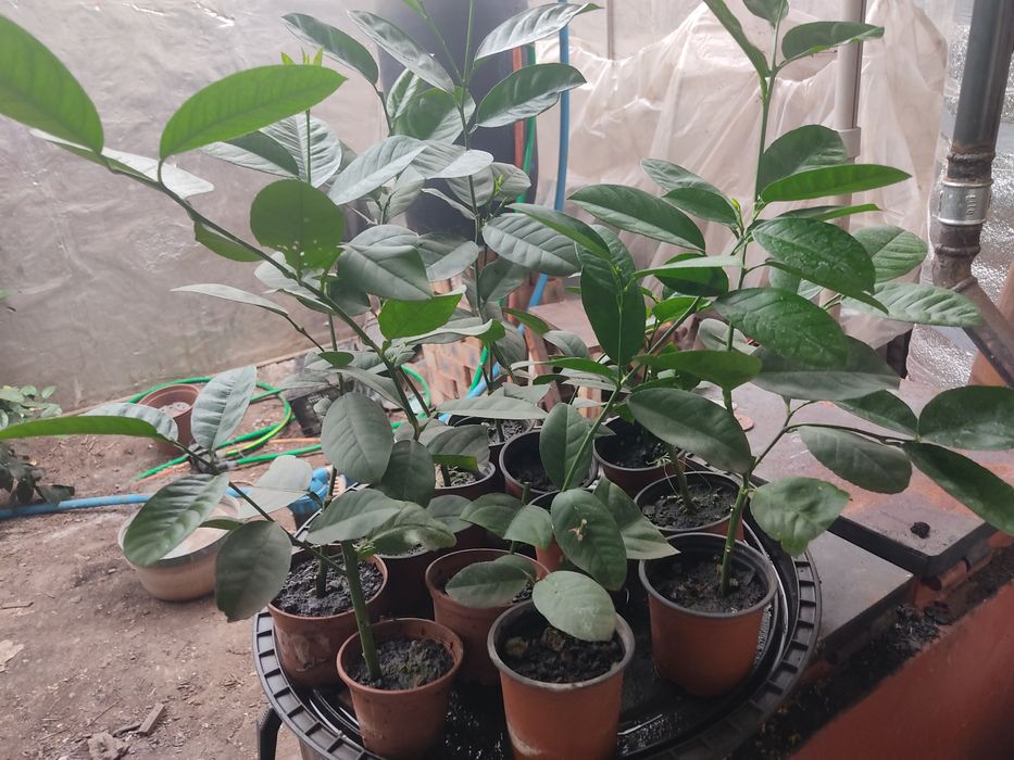 Лимон Київський крупноплідний