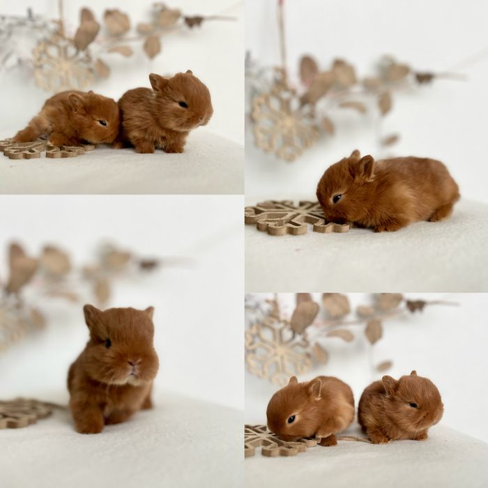 Kroliczki Karzełki Teddy najmniejsza rasa, Mini lopki