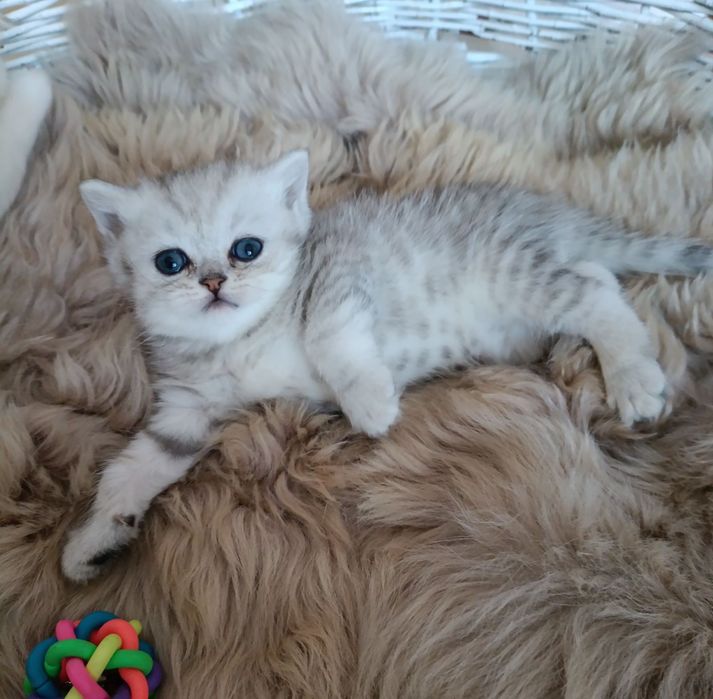 Києв котик 2 місяці британець вихований малюк кошенята котик