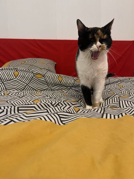 Mimi uma gata para adopção responsável