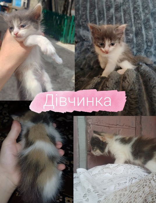 Хвостаті малюки шукають люблячу родину.