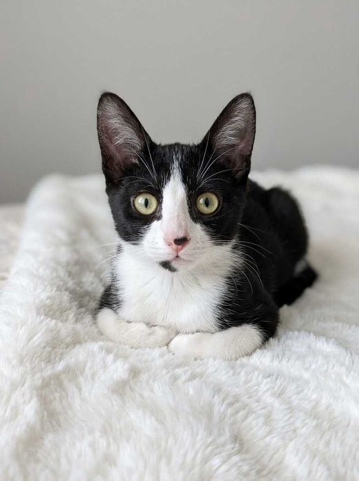 Setúbal e arredores / Margem Sul — MIKA, gatinha para adoção