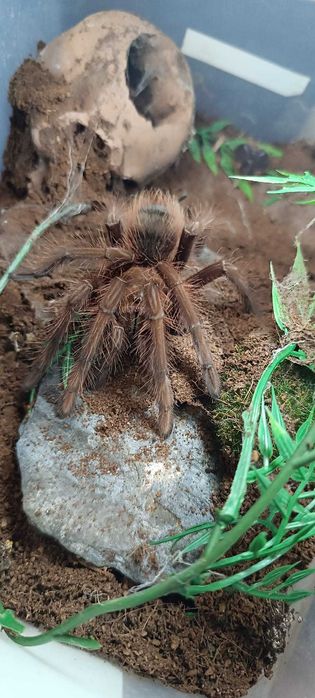 Theraphosa apophysis L4 Samiec