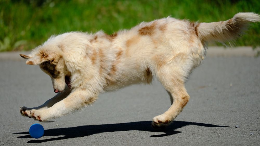 Suczka red merle owczarek australijski ZKwP/FCI