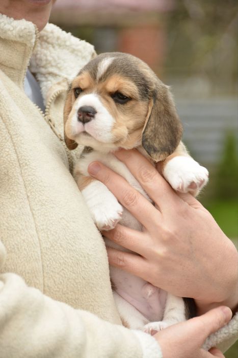 Біглята від виставкової пари