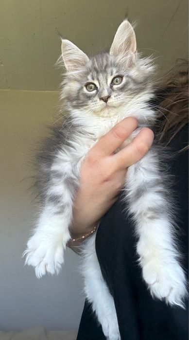 Śliczny kocurek Maine Coon