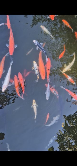 Carpas koi de 20 a 40cm