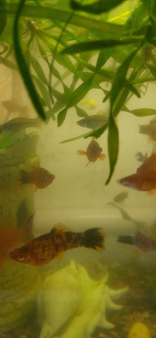 Меченосец. Аквариумные рыбки.