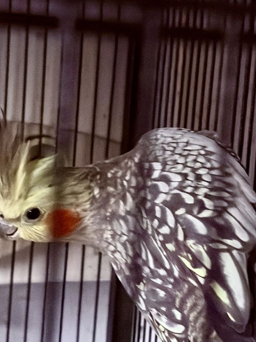 Vendo Casal de Caturras