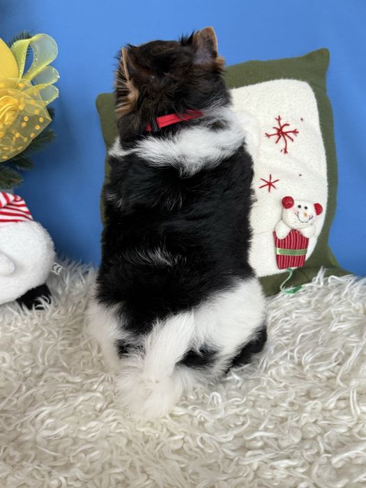 Бивер терьер мальчик