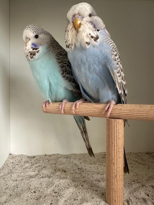 Casais de periquitos ingleses