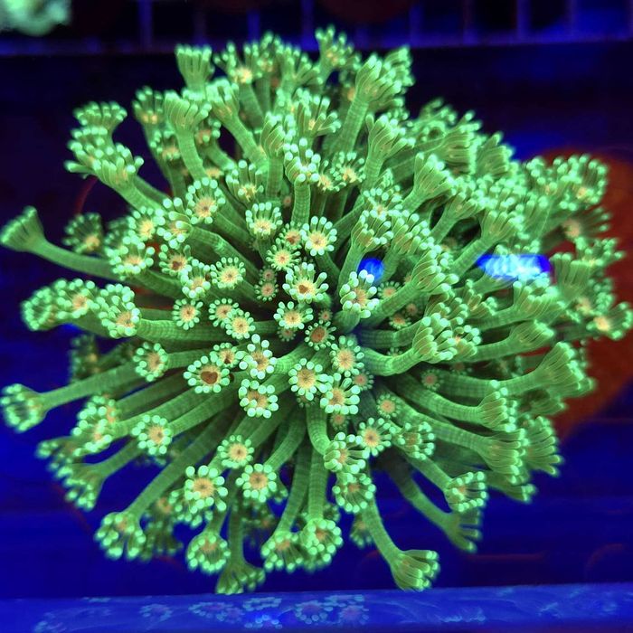 Alveopora Neon Green Orange Mouth WYSIWYG #1 koralowce LPS