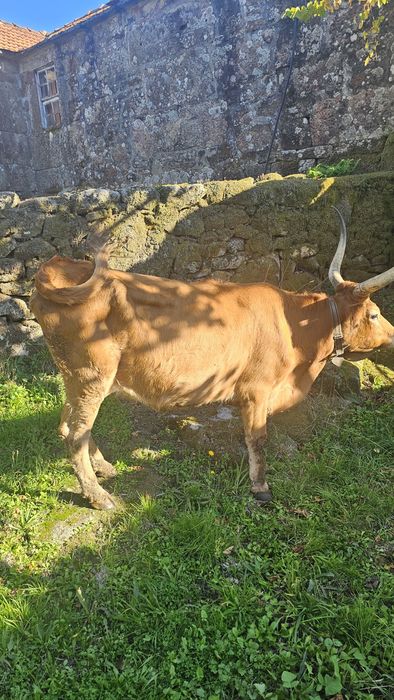 Vaca cachena registada