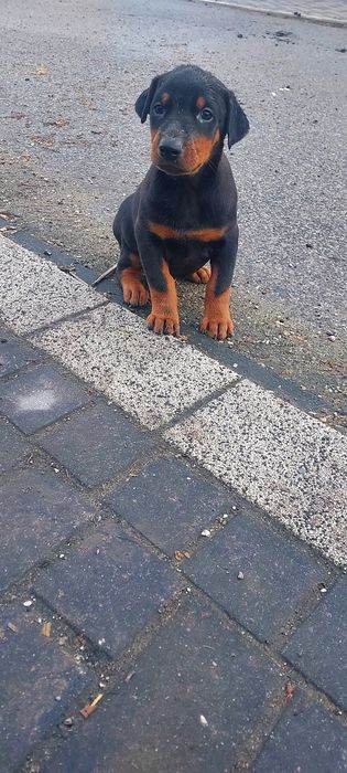 Doberman Szczenię Sprzedam