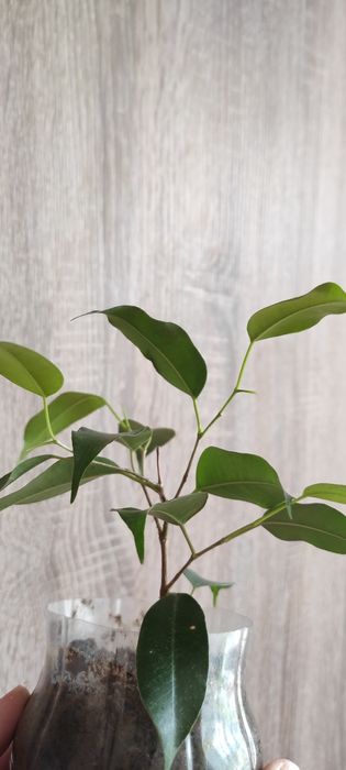 Маранта, опунція, сансевієрія, еуфорбія, фікус, хатіора, кактус