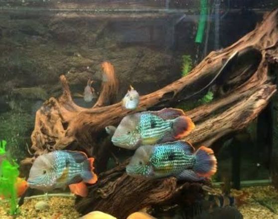 Акваріумні рибки