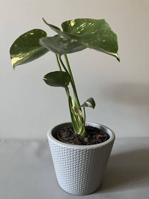 Monstera Thai Constellation