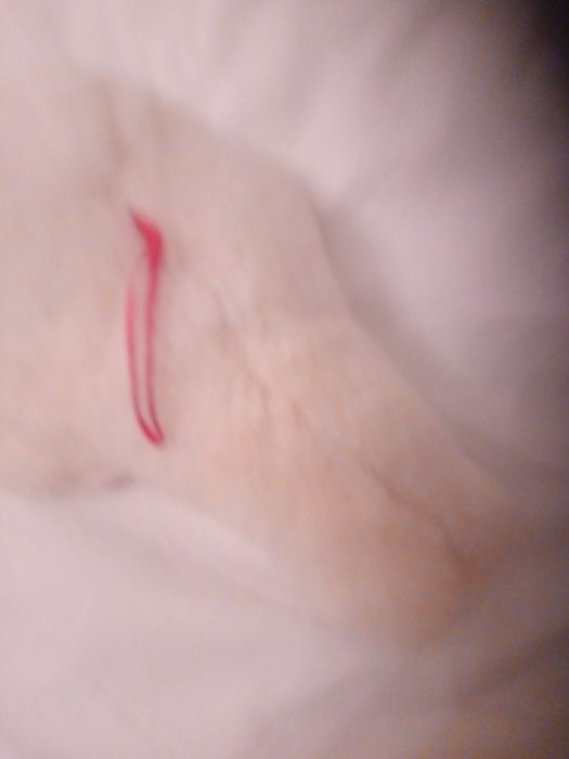 Тюлененок мягкая игрушка