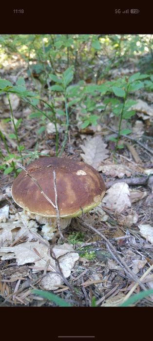 Aromatyczne ​Prawdziwki borowiki  grzyby suszone  – zbiory 2026 200g pakowane