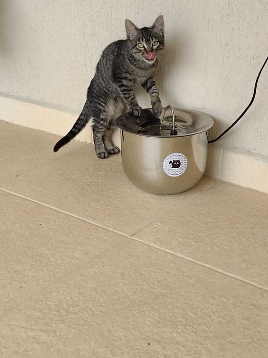 Bebedouro Fonte automática de água para cães e gatos 100% Inox - 4 litros